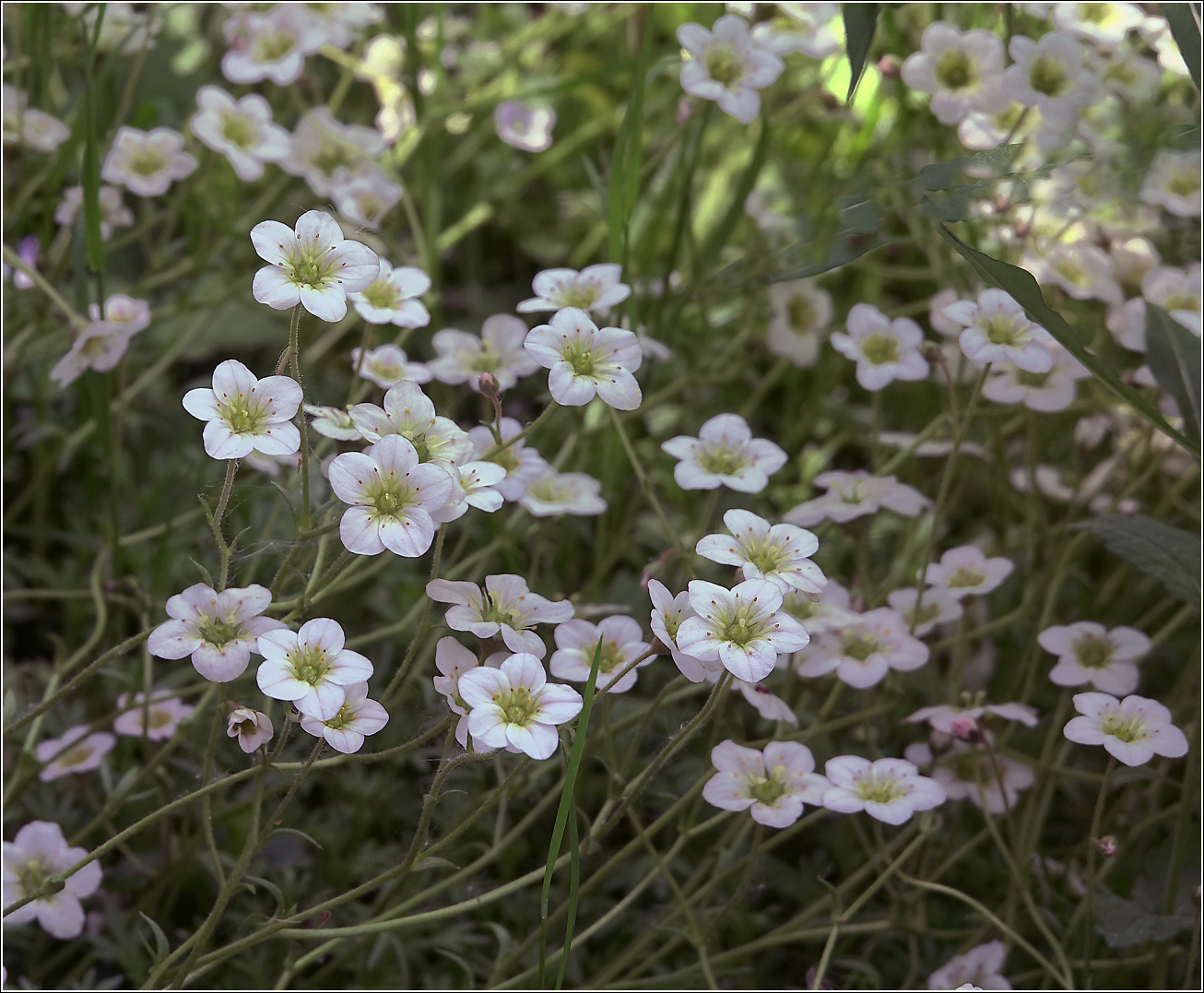 Изображение особи Saxifraga &times; arendsii.