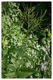 Sisymbrium strictissimum