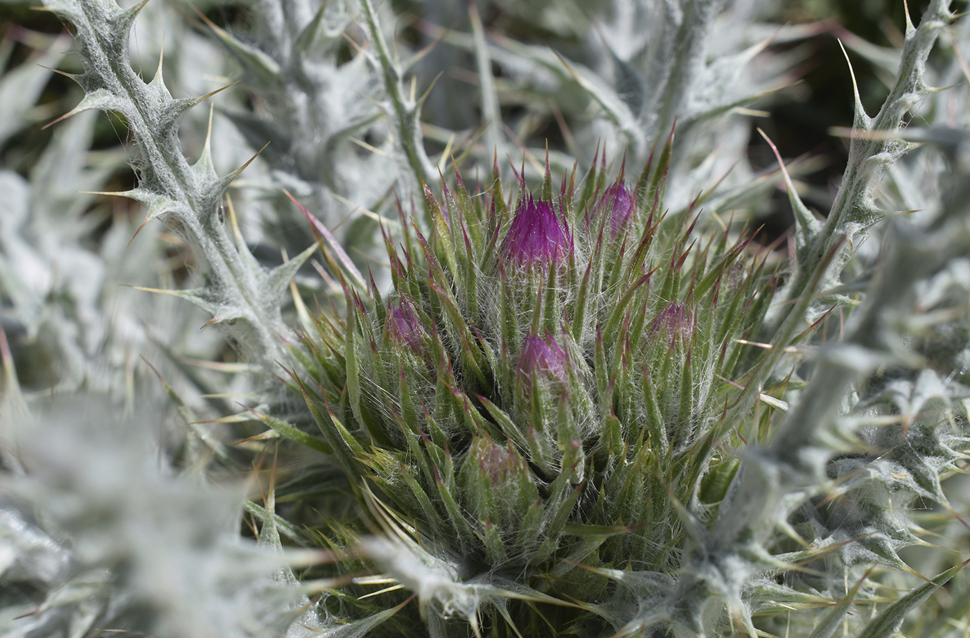 Image of Carduus carlinoides specimen.