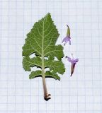Image of taxon representative. Author is Татьяна Мальчинская