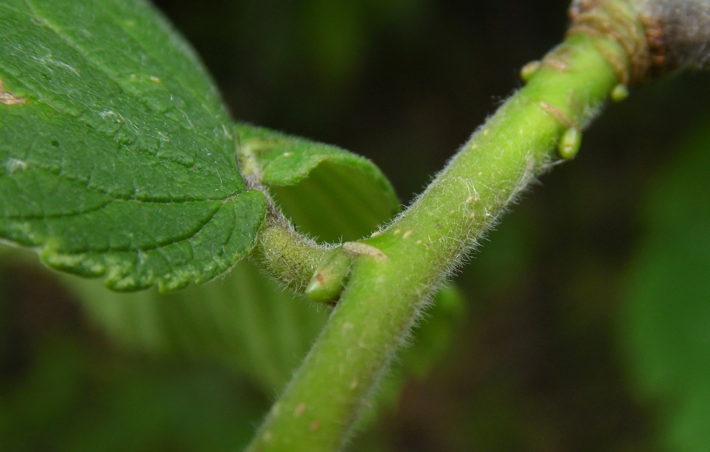 Image of Ulmus glabra specimen.