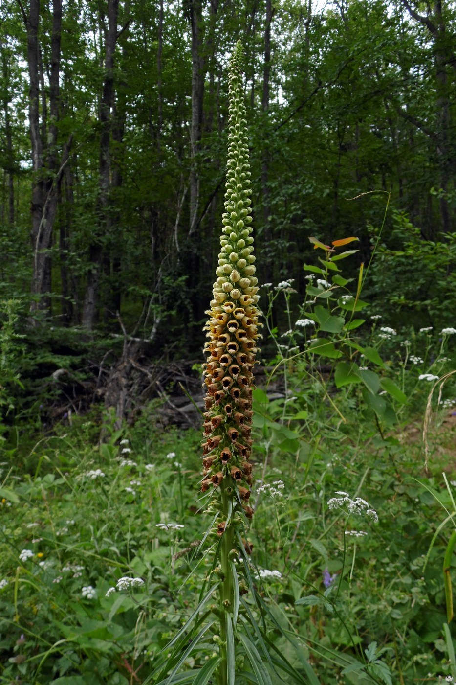 Image of Digitalis schischkinii specimen.