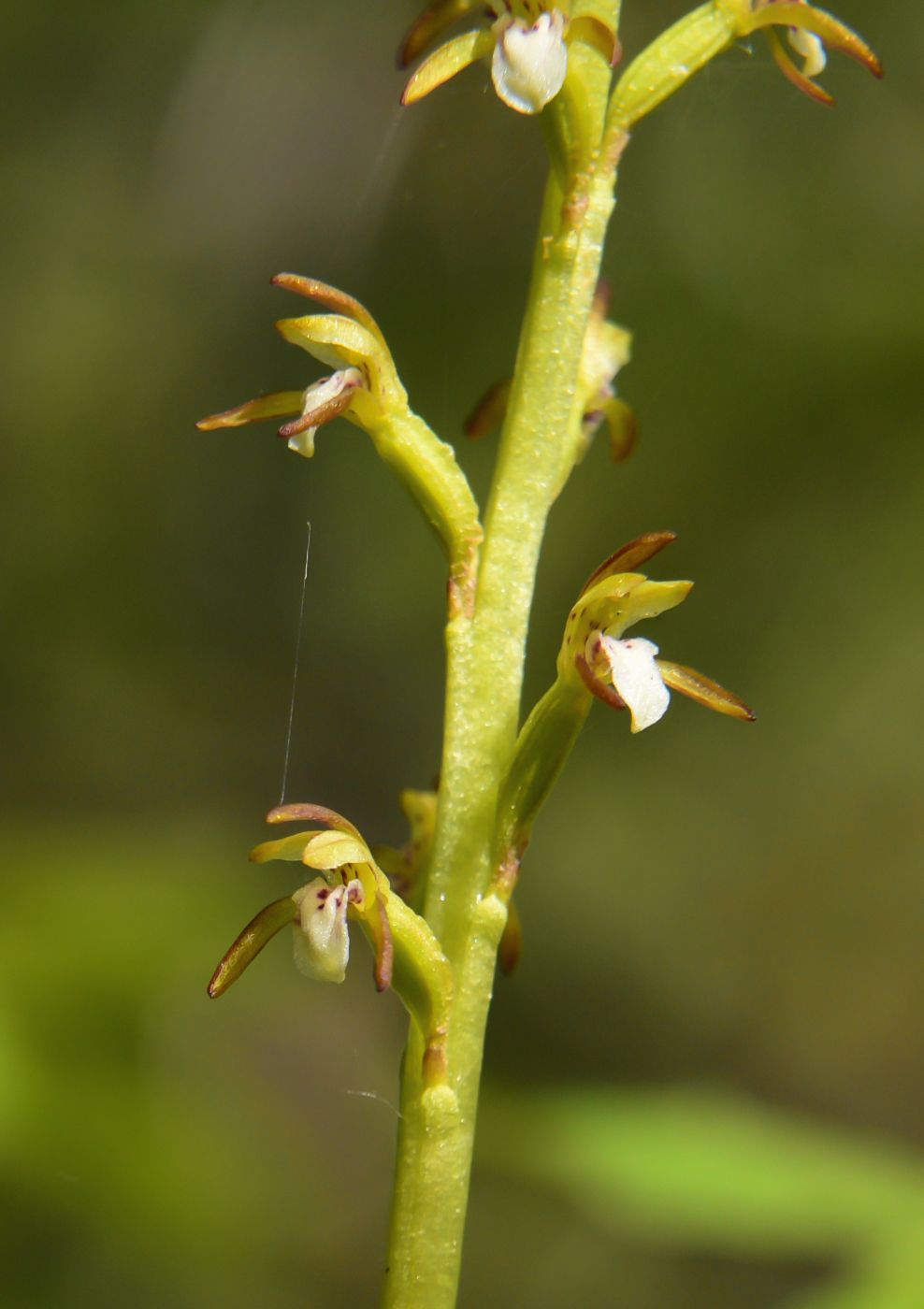 Image of Corallorhiza trifida specimen.