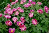 Paeonia daurica