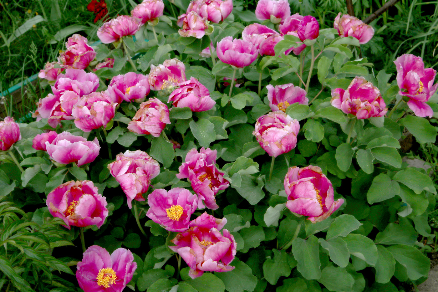 Изображение особи Paeonia daurica.