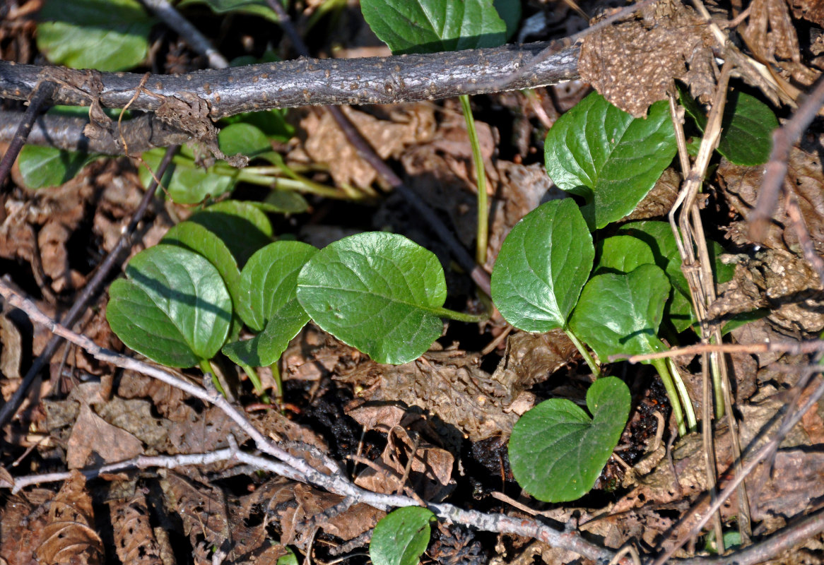 Image of Pyrola rotundifolia specimen.