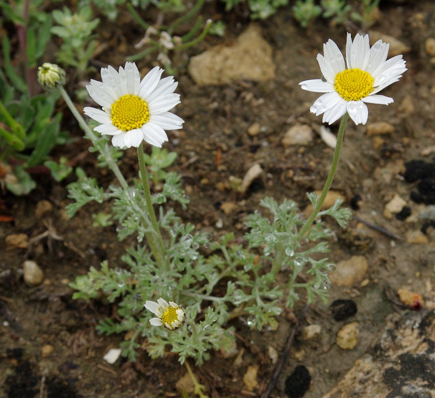 Изображение особи Anthemis candidissima.