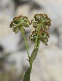 Bupleurum ranunculoides. Общее соцветие. Испания, автономное сообщество Каталония, провинция Жирона, комарка Рипольес, муниципалитет Мольо, окр. перевала Коль-де-Арес (1513 м н.у.м), склон южной экспозиции, каменистый луг. 10.08.2021.