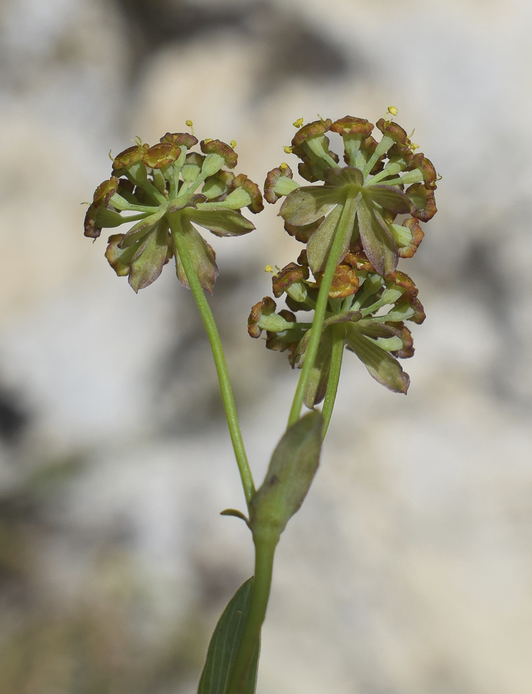 Image of Bupleurum ranunculoides specimen.