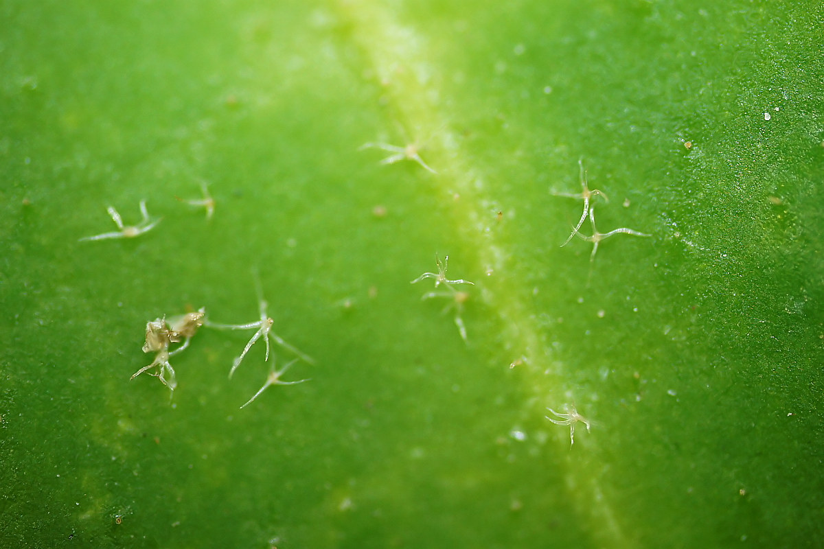 Image of Hedera helix specimen.