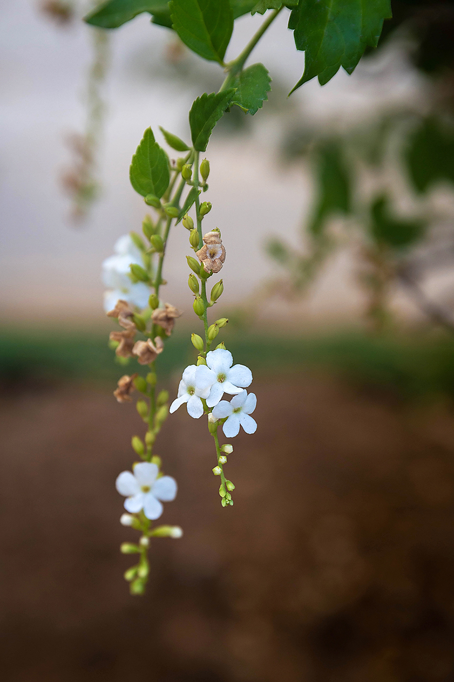 Image of Duranta erecta specimen.