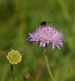 Knautia arvensis
