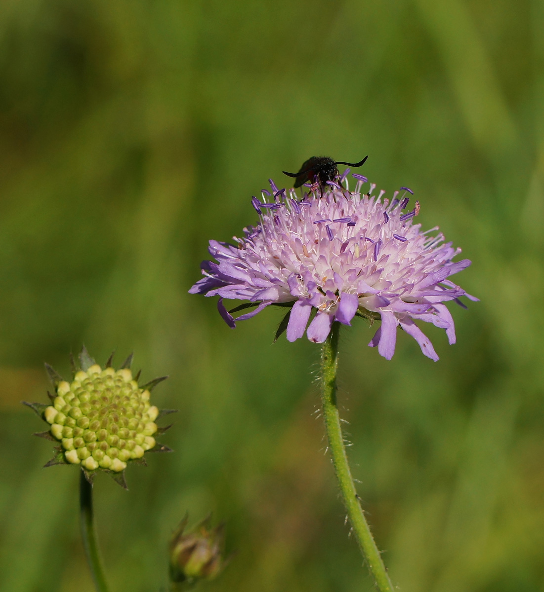 Изображение особи Knautia arvensis.