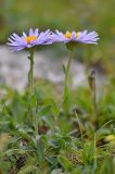 Aster alpinus. Цветущее растение. Республика Северная Осетия-Алания, Ирафский р-н, Большой Кавказ, правый берег р. Даргонком, у начала морены ледника Донисарцете, ≈ 2640 м н.у.м., альпийский луг. 05.07.2021.