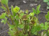 Ranunculus repens