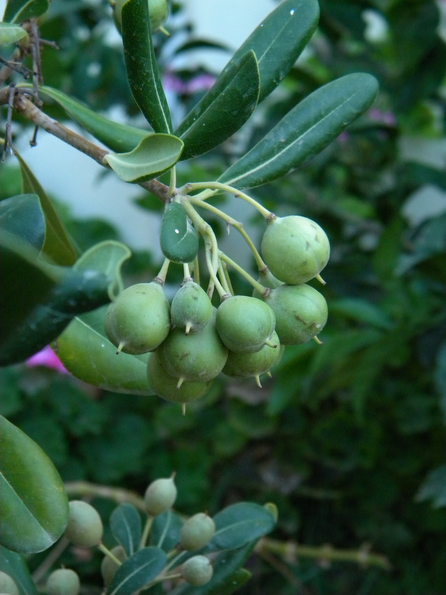 Image of Pittosporum tobira specimen.