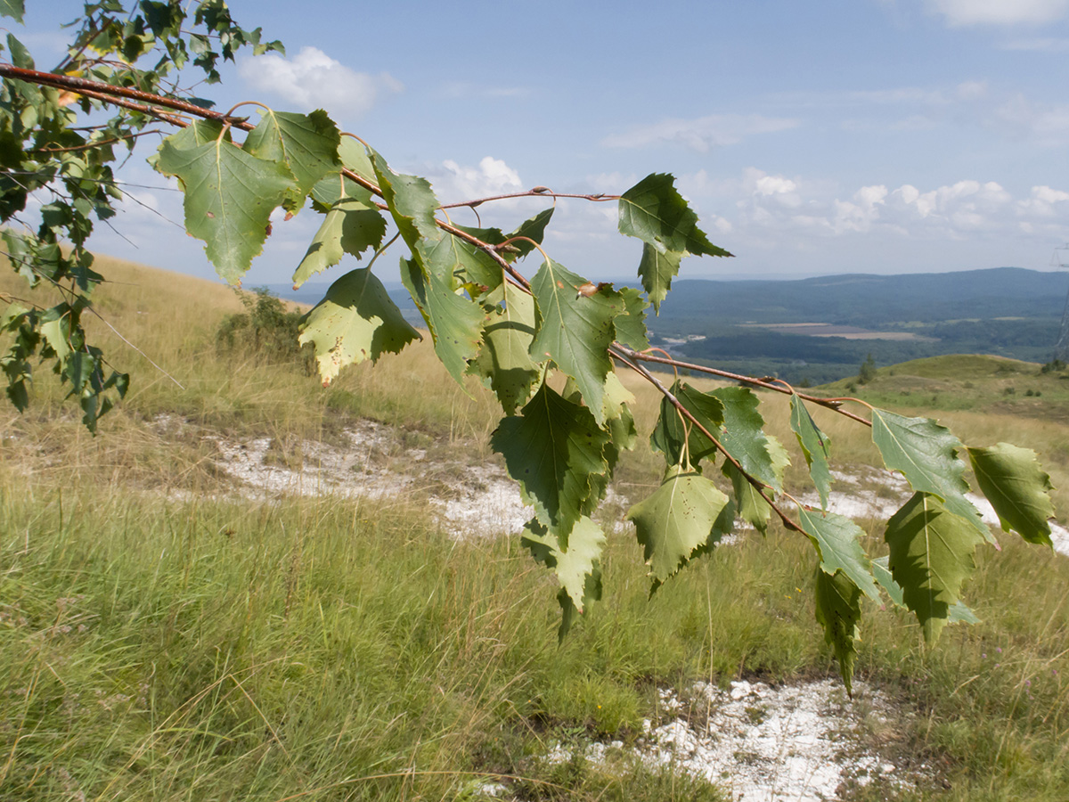 Изображение особи Betula pendula.