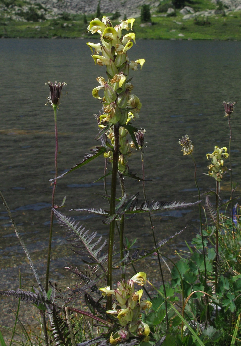 Image of Pedicularis brachystachys specimen.