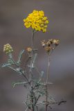 Achillea leptophylla