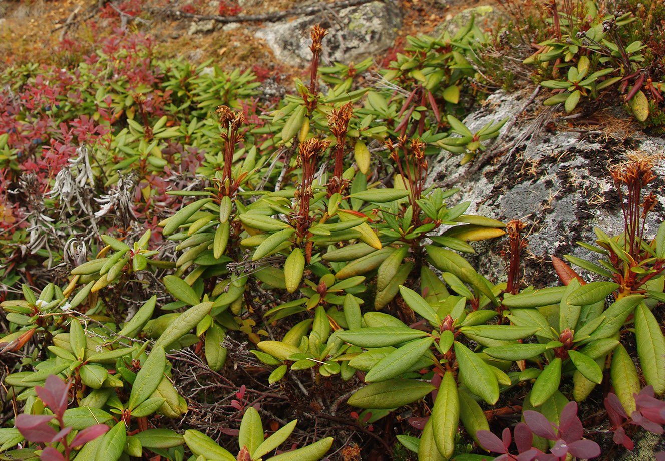 Изображение особи Rhododendron aureum.