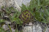 Sempervivum caucasicum. Вегетирующее растение. Кавказ, Приэльбрусье, долина р. Терскол, правобережная морена, высота ок. 2700 м н.у.м. 11.06.2008.