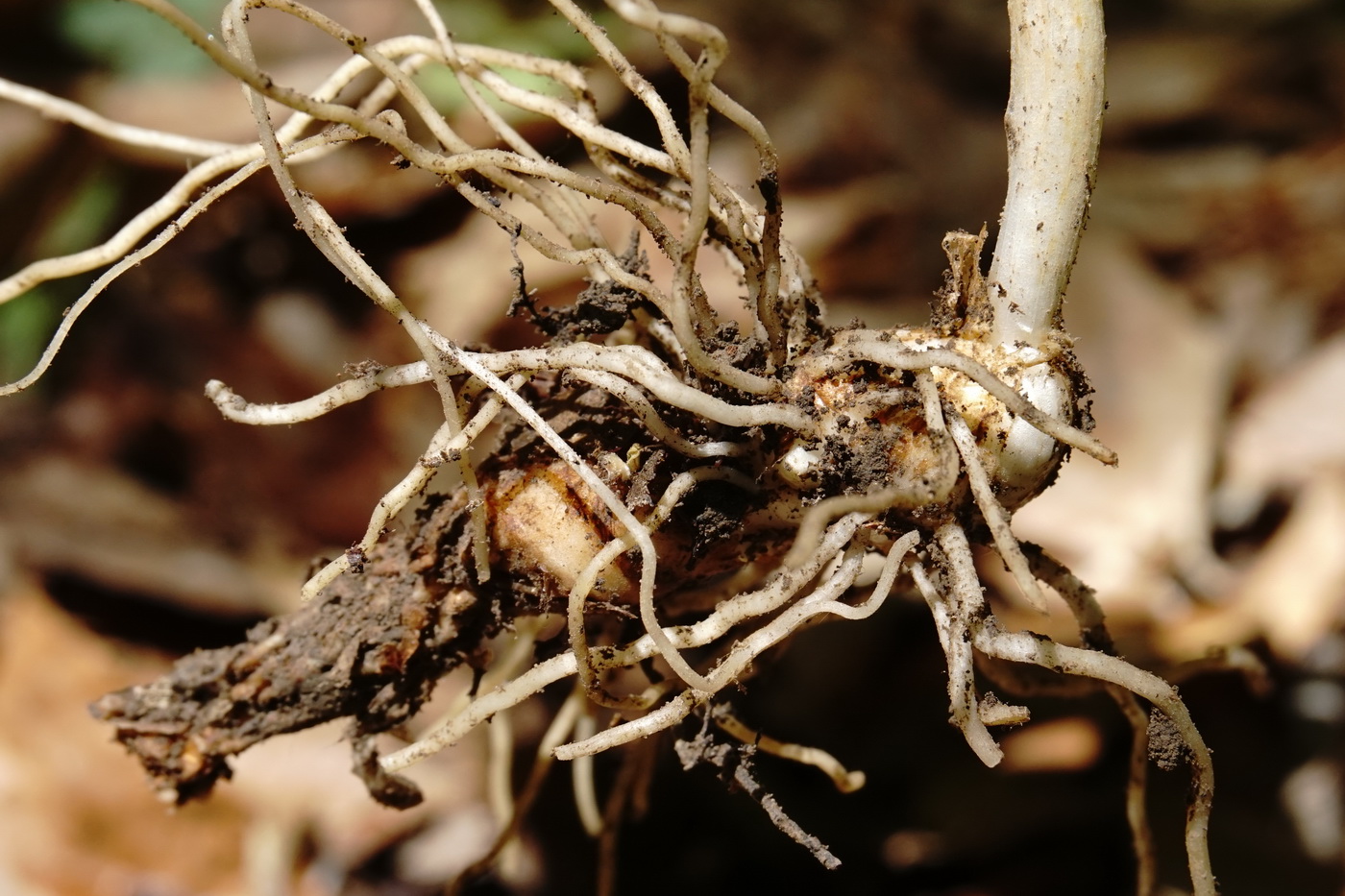 Image of Arum amoenum specimen.