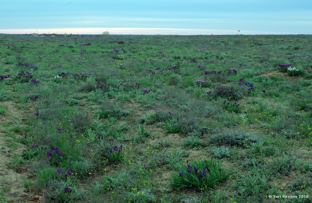 Image of Iris scariosa specimen.