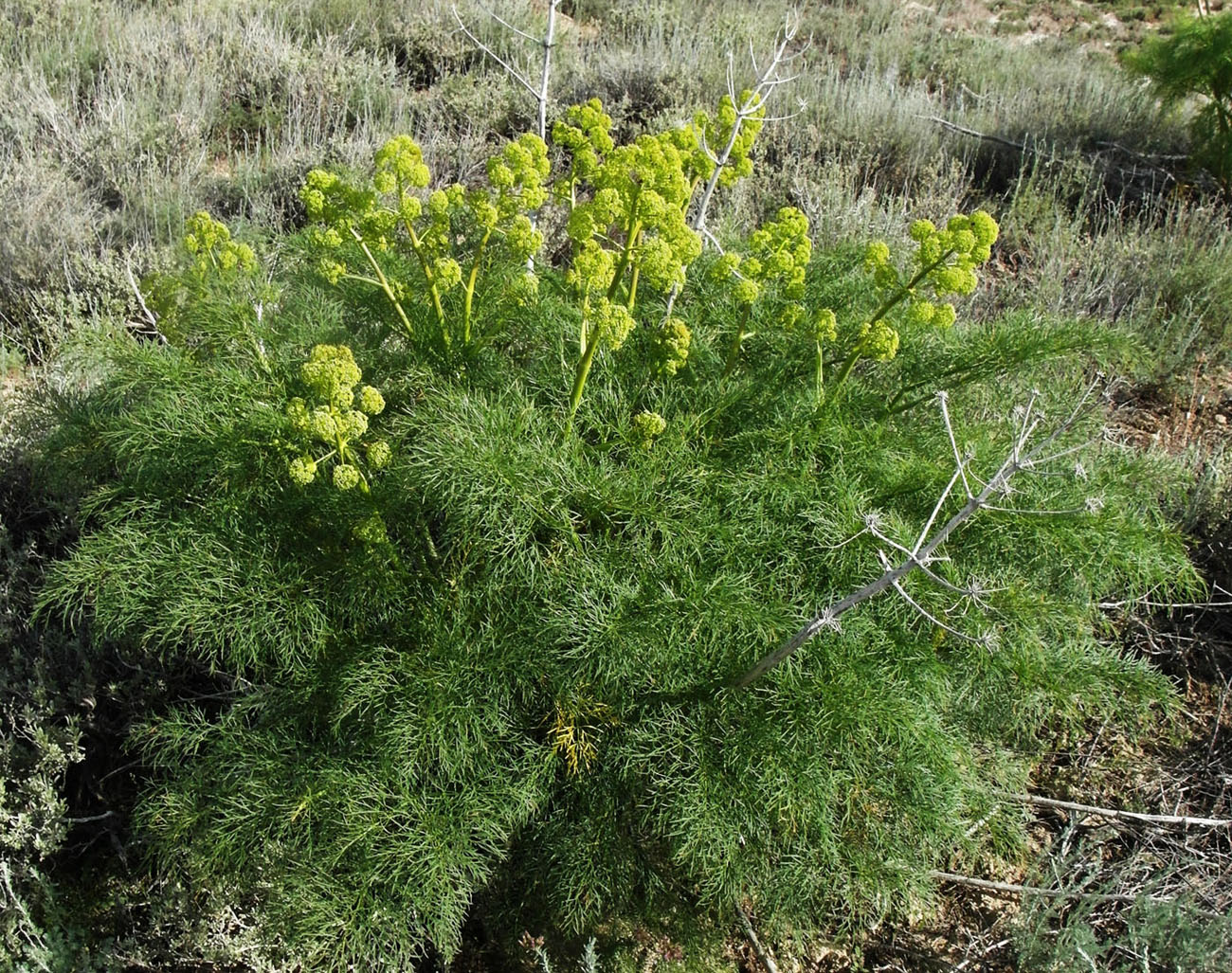 Изображение особи Ferula songarica.