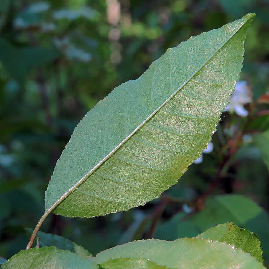 Image of Cerasus pensylvanica specimen.