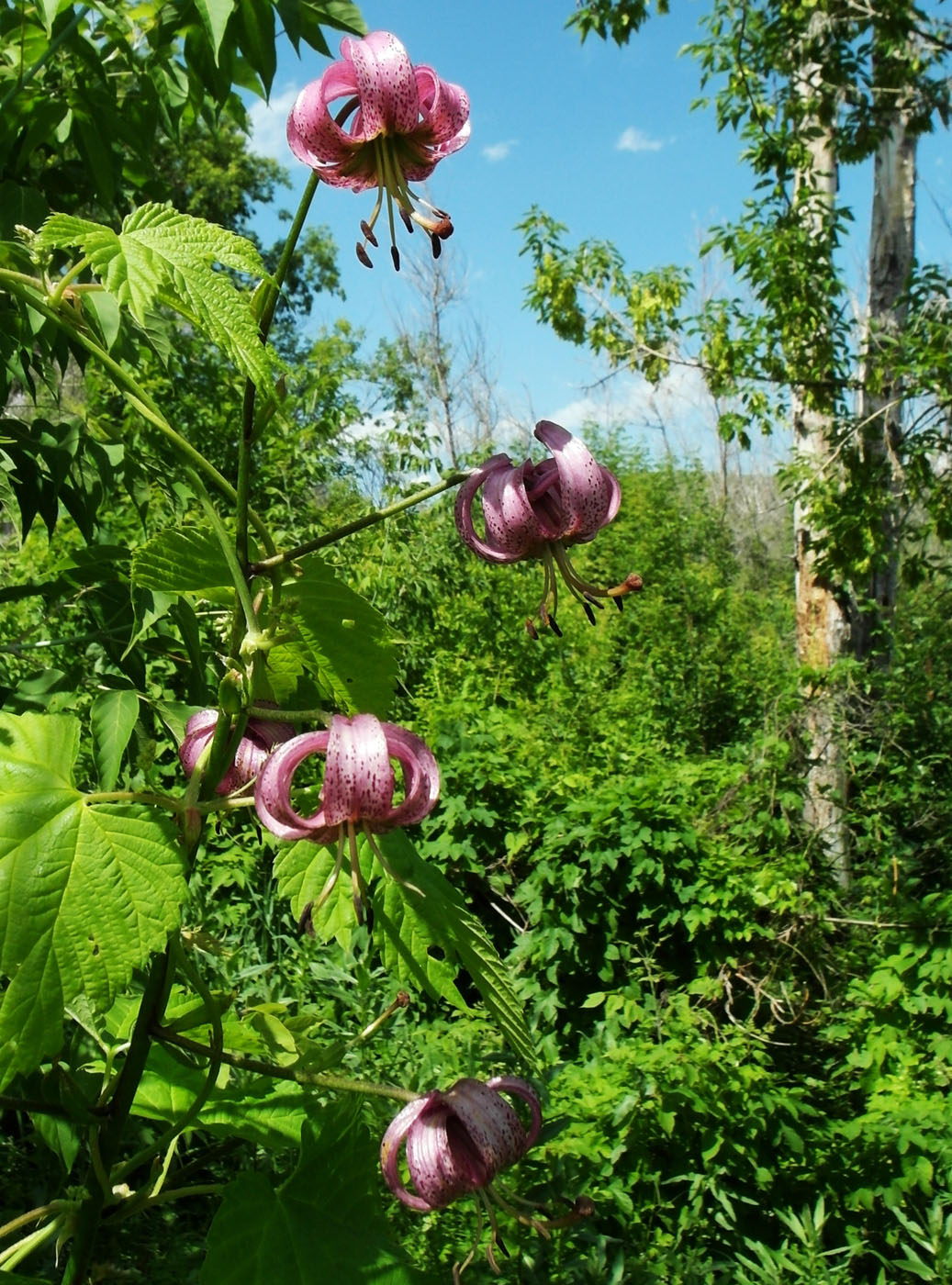 Image of Lilium pilosiusculum specimen.