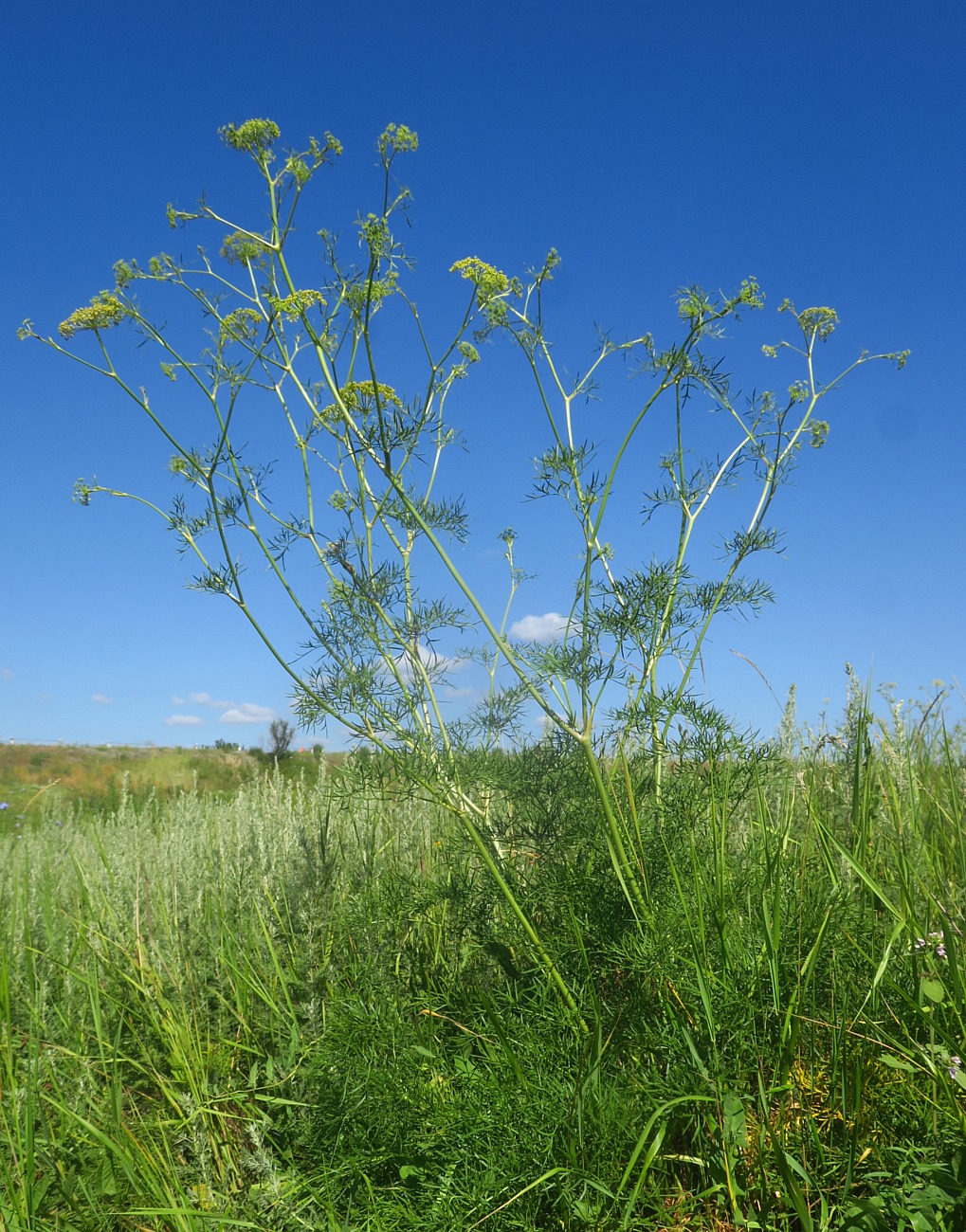 Изображение особи Peucedanum ruthenicum.