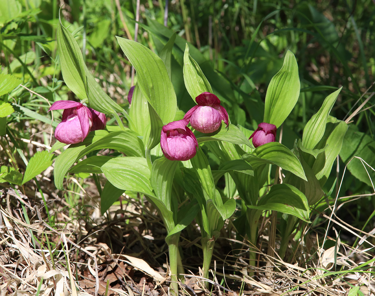 Image of Cypripedium macranthos specimen.