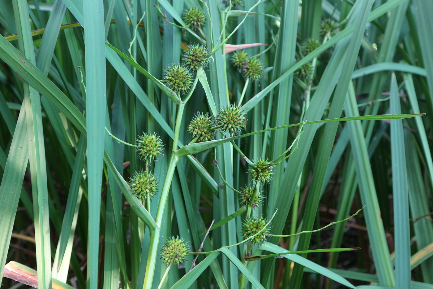 Image of Sparganium erectum specimen.