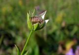 Astrantia maxima