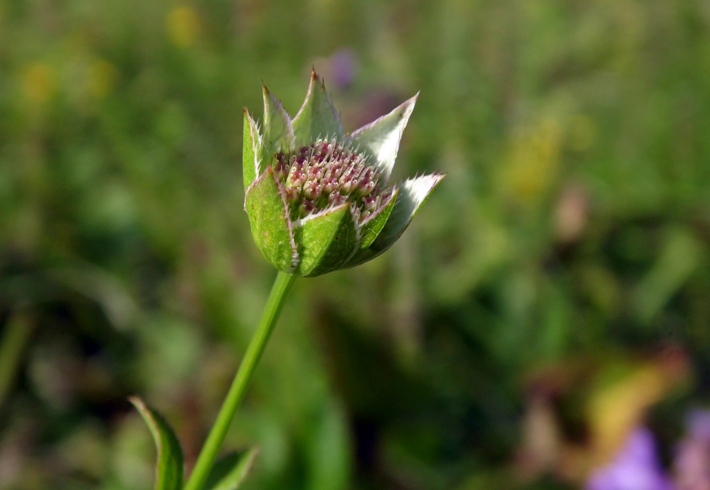 Image of Astrantia maxima specimen.