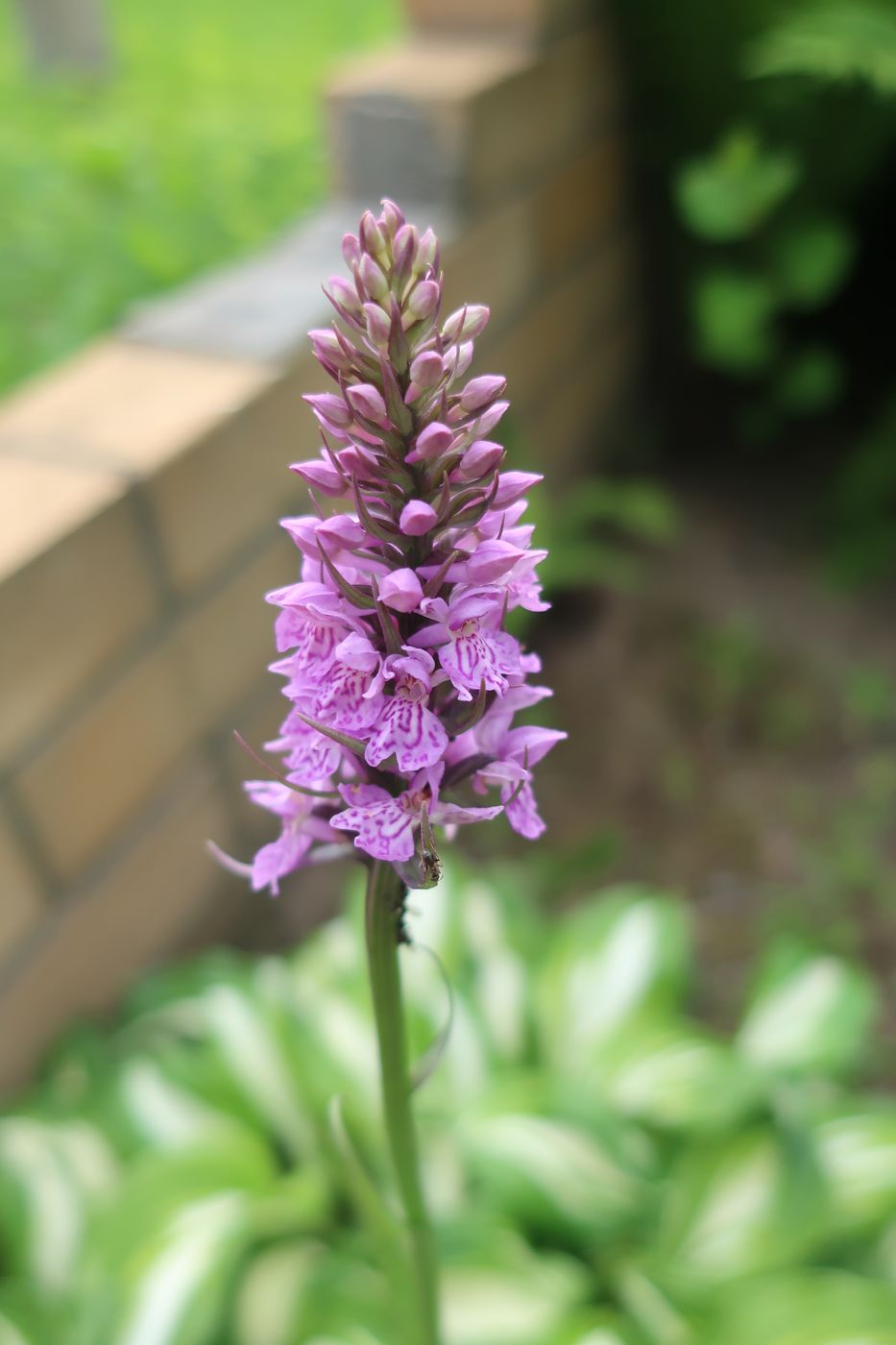 Изображение особи род Dactylorhiza.