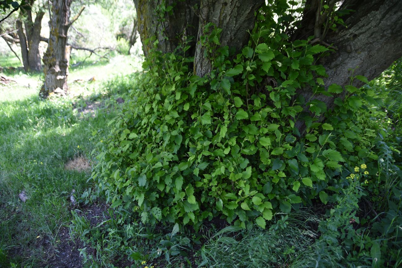 Image of Alnus incana specimen.