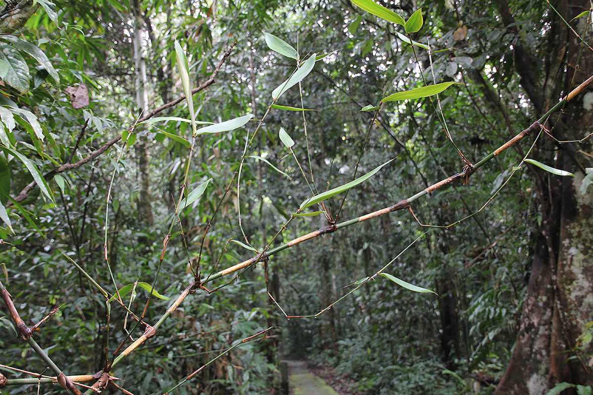 Image of familia Poaceae specimen.