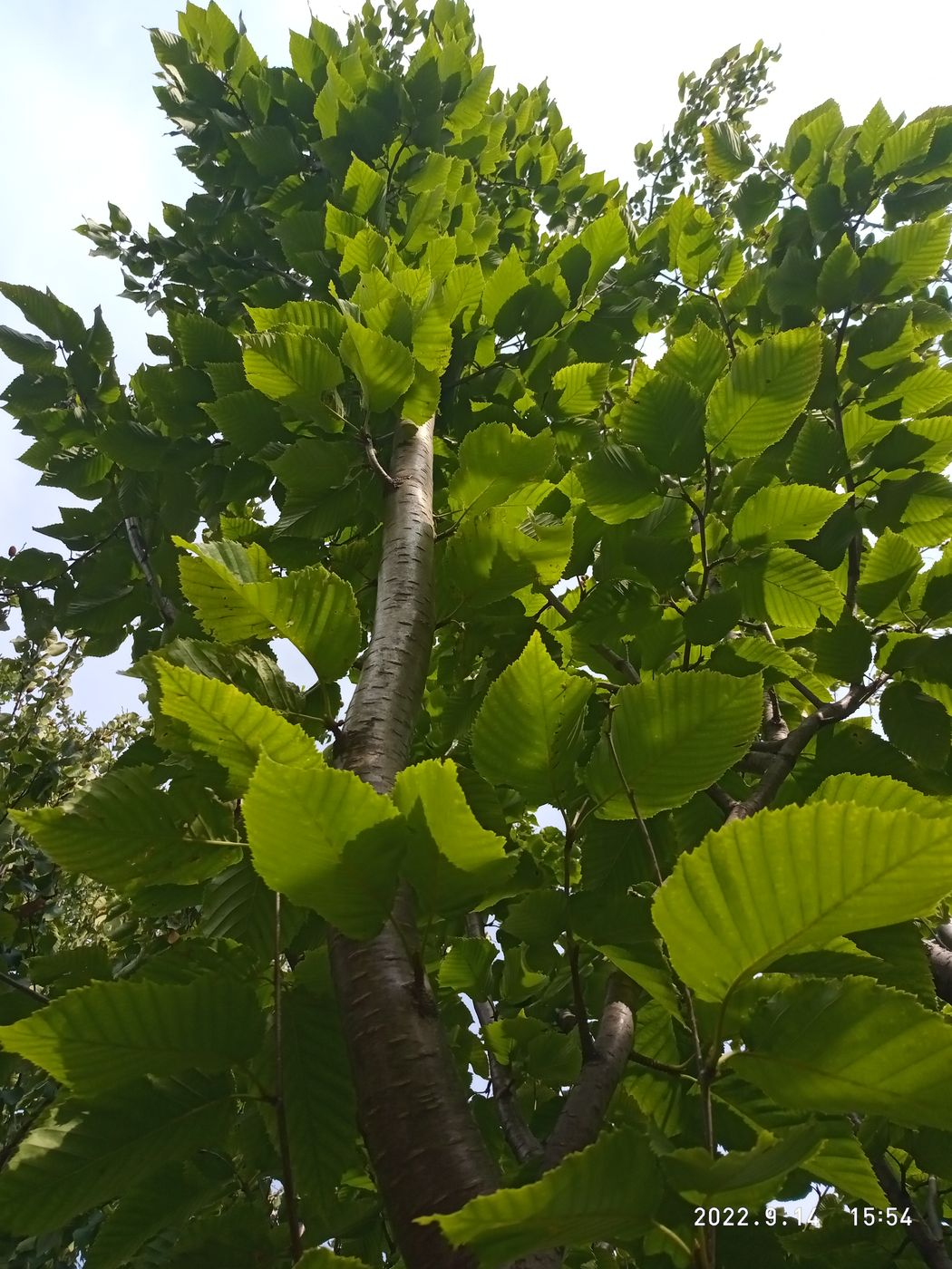 Image of Betula lenta specimen.