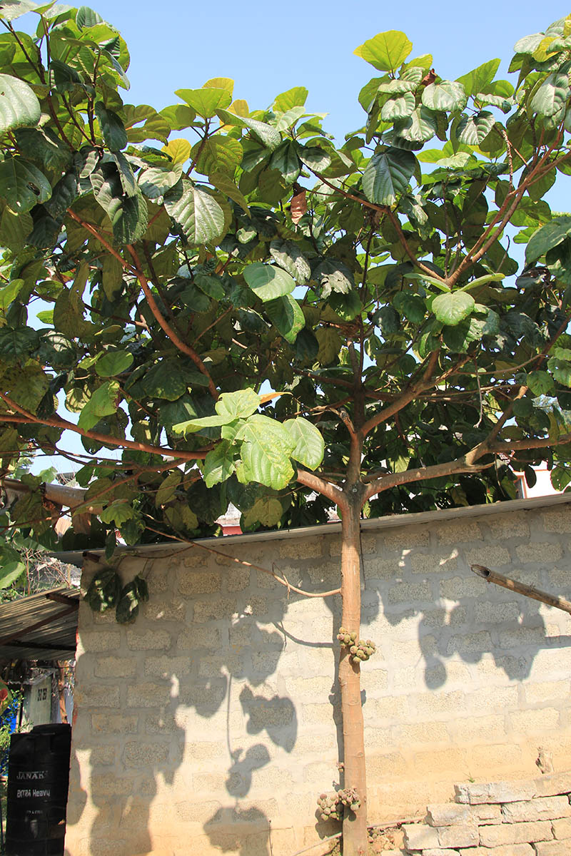 Image of genus Ficus specimen.