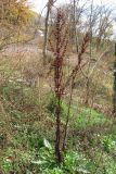 Rumex crispus. Плодоносящее растение. Южный Берег Крыма, пос. Виноградный. 29 ноября 2010 г.