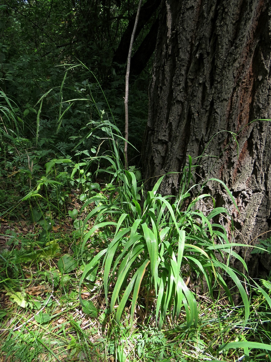 Изображение особи Brachypodium sylvaticum.