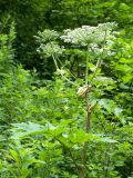 Heracleum mantegazzianum