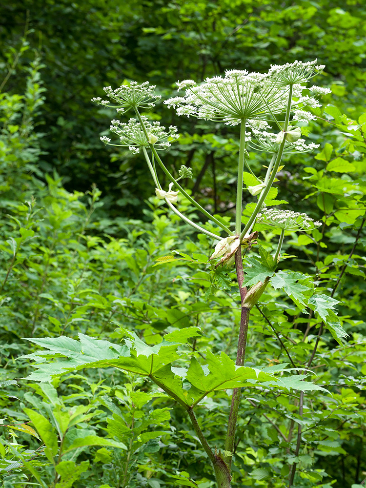 Image of Heracleum mantegazzianum specimen.