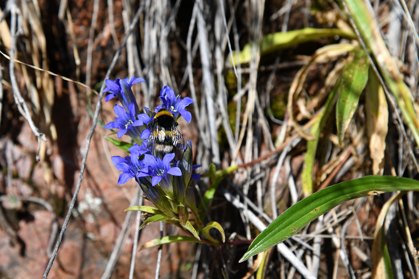 Image of Gentiana kirilowii specimen.