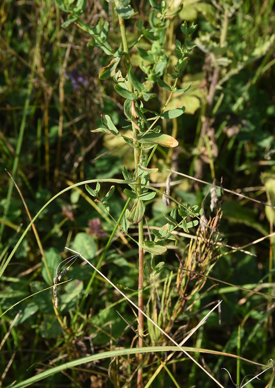 Image of Hypericum perforatum specimen.
