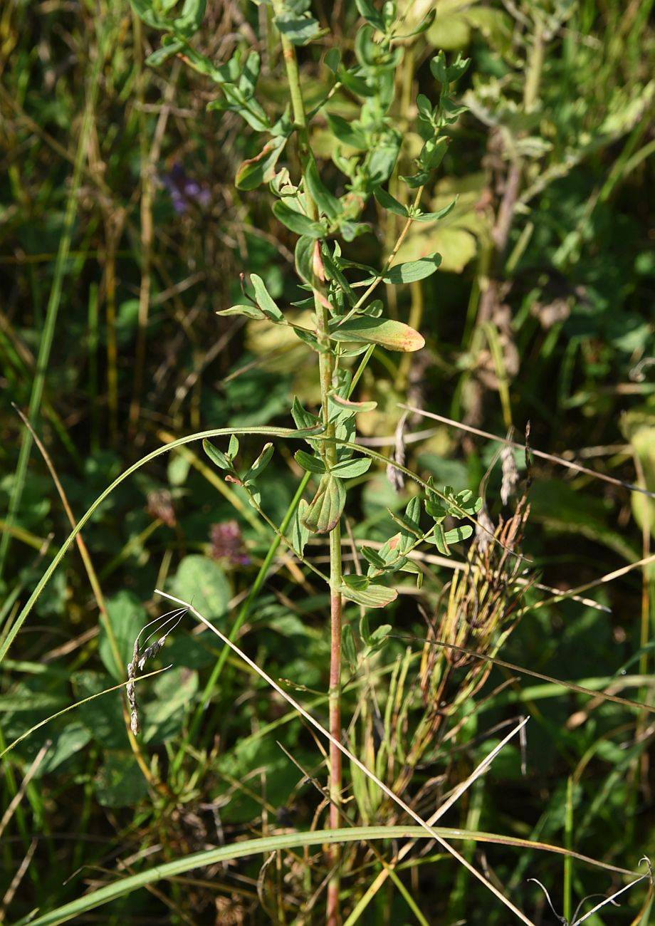 Изображение особи Hypericum perforatum.