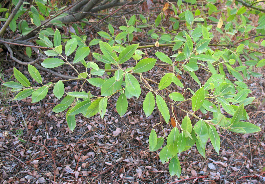 Image of genus Salix specimen.