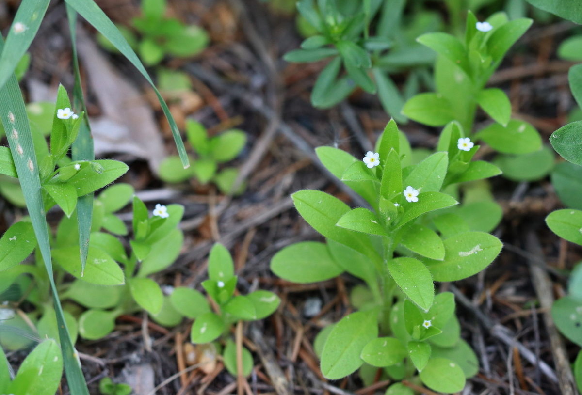 Image of Myosotis sparsiflora specimen.