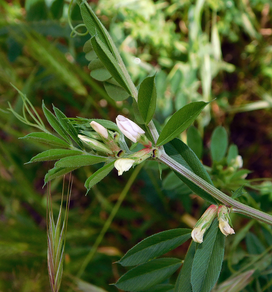 Изображение особи Vicia sativa.